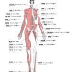 筋膜リリースダイエット