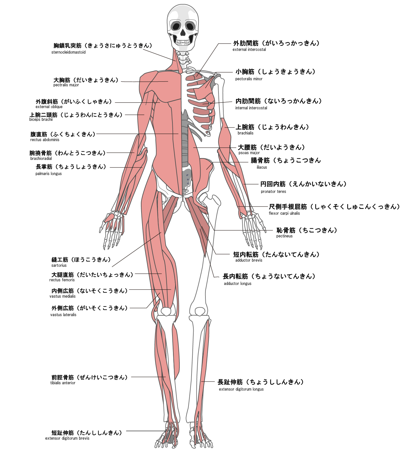 筋膜リリースダイエット